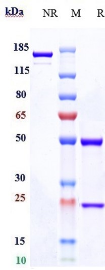 Anti-TIM-3/HAVCR2/CD366 Reference Antibody (Surzebiclimab) on SDS-PAGE under reducing (R) condition