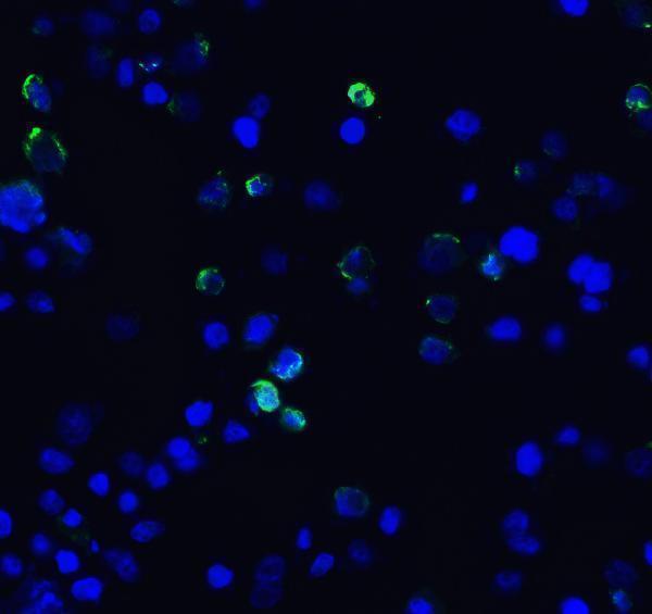 Immunofluorescence of TIM-3 in transfected HEK293 cells with TIM-3 antibody at 10 μg/mL