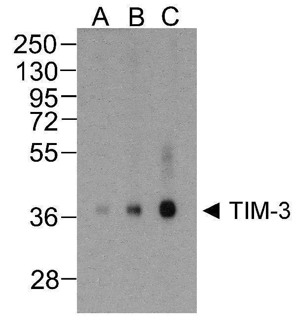 Western blot analysis of TIM-3 in overexpressing HEK293 cells TIM-3 antibody at (A) 0