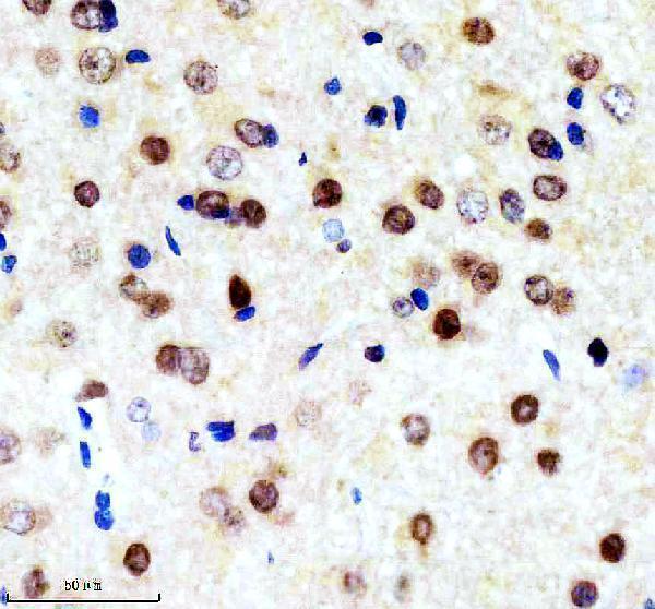 m00658 cul1 primary antibodies ihc testing 10