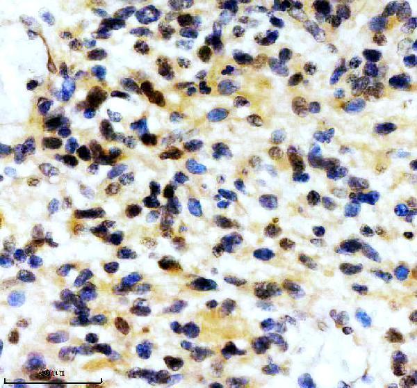 IHC analysis of CUL1 using anti-CUL1 antibody (M00658)