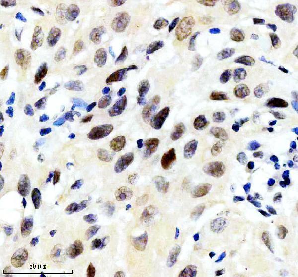 m00658 cul1 primary antibodies ihc testing 3