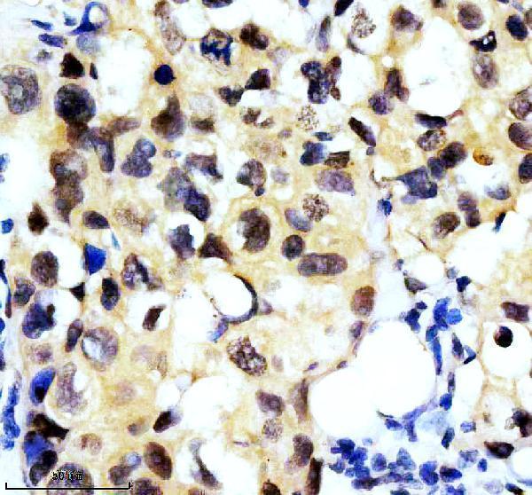 m00658 cul1 primary antibodies ihc testing 4