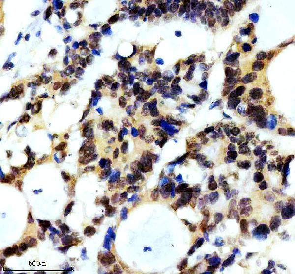 m00658 cul1 primary antibodies ihc testing 5