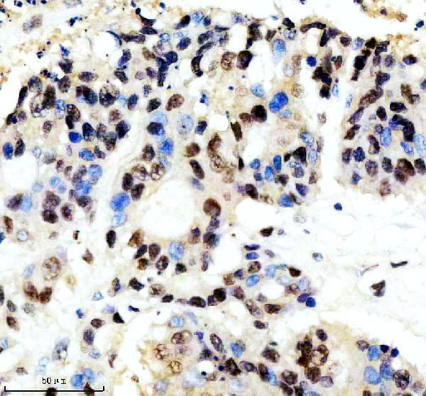 m00658 cul1 primary antibodies ihc testing 6