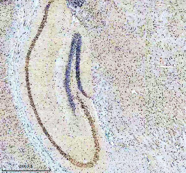 m00658 cul1 primary antibodies ihc testing 7