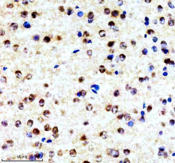 m00658 cul1 primary antibodies ihc testing 8