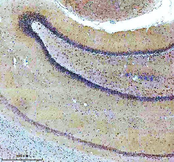 m00658 cul1 primary antibodies ihc testing 9