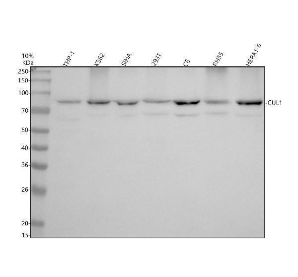 Western blot analysis of CUL1 using anti-CUL1 antibody (M00658)