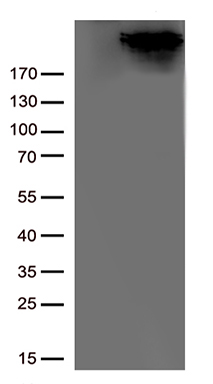 m00660 anti setd2 mouse monoclonal antibody clone id oti1e1 wb testing 2