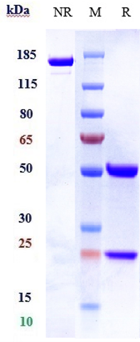 Anti-NKG2D/CD314 Reference Antibody (tesnatilimab) on SDS-PAGE under reducing (R) condition