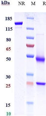 Anti-CXCR5/CD185 Reference Antibody (SAR113244) on SDS-PAGE under reducing (R) condition