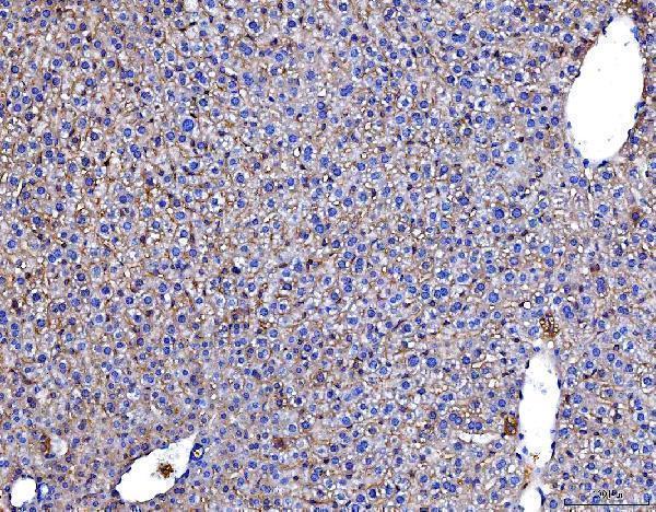 m00664 1 pvr primary antibodies ihc testing 7