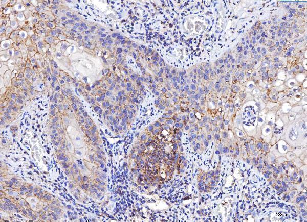 m00664 2 pvr primary antibodies ihc testing 4