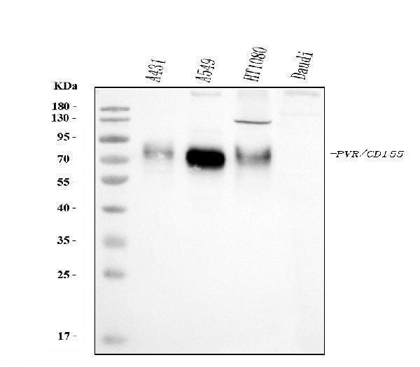  Western blot analysis of Poliovirus Receptor/PVR using anti-Poliovirus Receptor/PVR antibody (M00664-3)