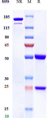 Anti-PVR/CD155 Reference Antibody (Ntx1088) on SDS-PAGE under reducing (R) condition