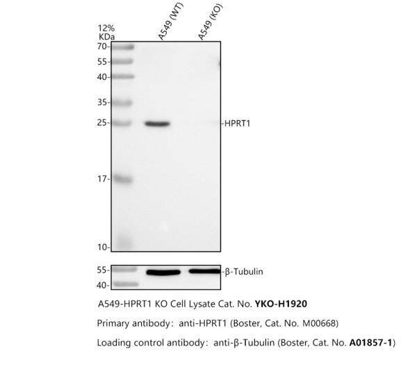 m00668 hprt1 primary antibodies wb testing 1_1