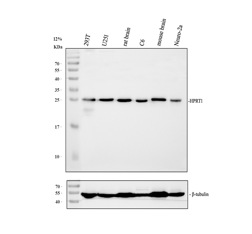 m00668 hprt1 primary antibodies wb testing 2
