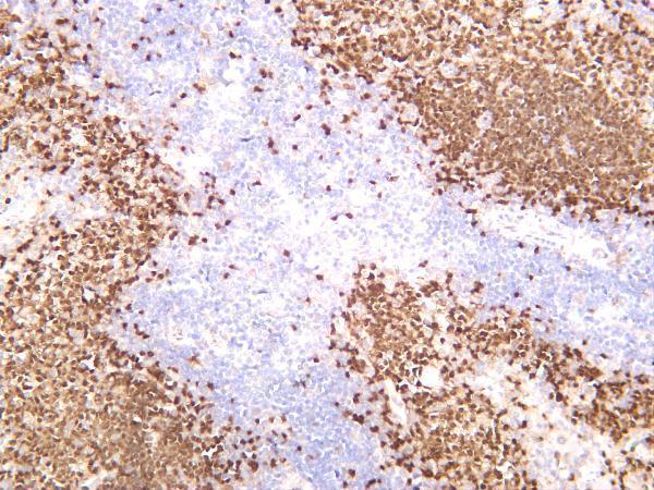 Rat spleen was stained with anti-PAX5 rabbit antibody
