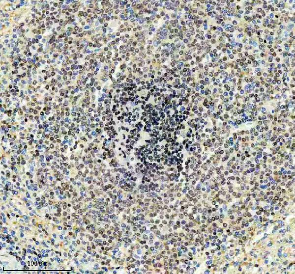IHC analysis of BSAP/PAX5 using anti-BSAP/PAX5 antibody (M00669)