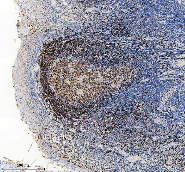 IHC analysis of BSAP/PAX5 using anti-BSAP/PAX5 antibody (M00669)