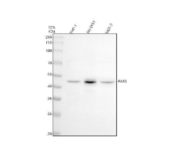 Western blot analysis of BSAP/PAX5 using anti-BSAP/PAX5 antibody (M00669)