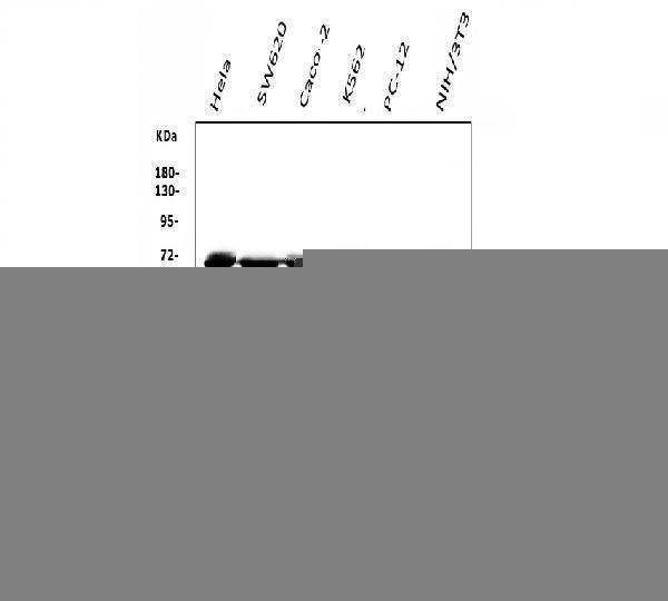 m00670 1 ddx5 primary antibodies wb testing 1