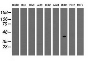 WB analysis of extracts (35ug) from 9 different cell lines by using anti-TPMT monoclonal antibody