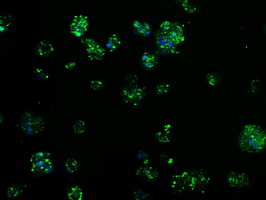 m00671 anti tpmt mouse monoclonal antibody clone id oti2a2 if testing 10
