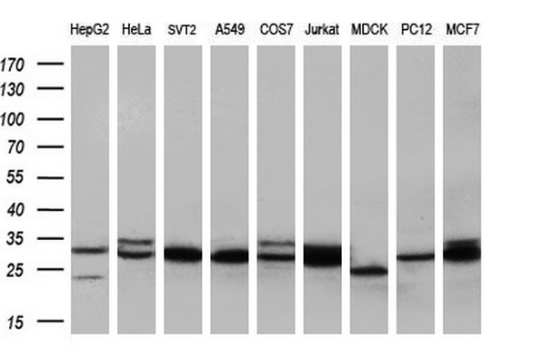 Western blot analysis of extracts (35ug) from 9 different cell lines by using anti-TPMT monoclonal antibody (HepG2: human; HeLa: human; SVT2: mouse; A549: human; COS7: monkey; Jurkat: human; MDCK: canine; PC12: rat; MCF7: human) (1:200)
