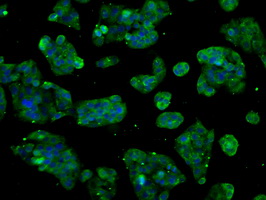 m00672 1 anti cytochrome p450 2e1 cyp2e1 mouse monoclonal antibody clone id oti5f11 if testing 5
