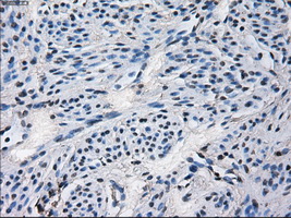 m00672 1 anti cytochrome p450 2e1 cyp2e1 mouse monoclonal antibody clone id oti5f11 ihc testing 3