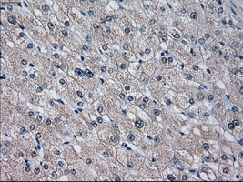 m00672 1 anti cytochrome p450 2e1 cyp2e1 mouse monoclonal antibody clone id oti5f11 ihc testing 4