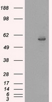 m00672 1 anti cytochrome p450 2e1 cyp2e1 mouse monoclonal antibody clone id oti5f11 wb testing 1