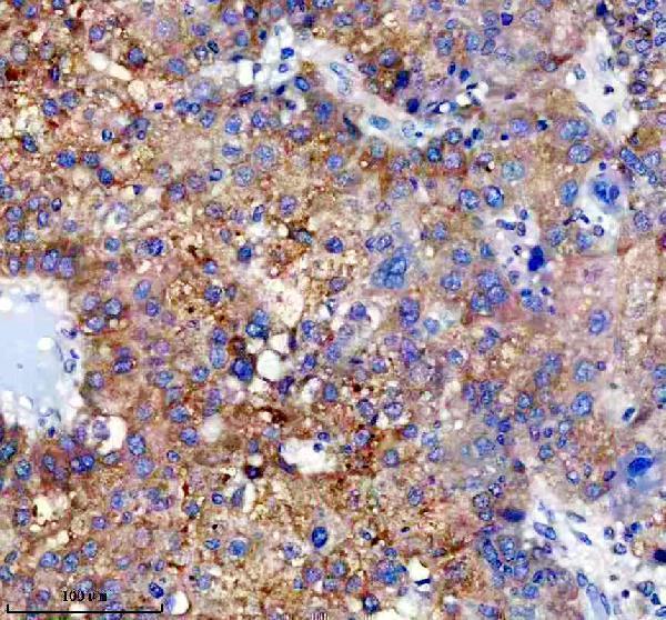 m00672 cyp2e1 primary antibodies ihc testing 1
