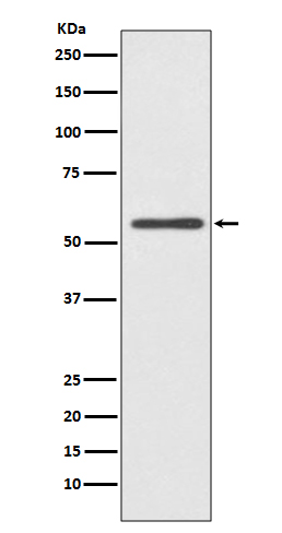 m00672 wb
