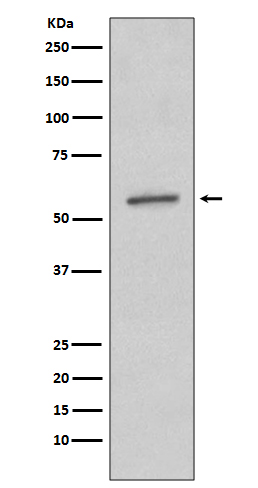 m00673 wb