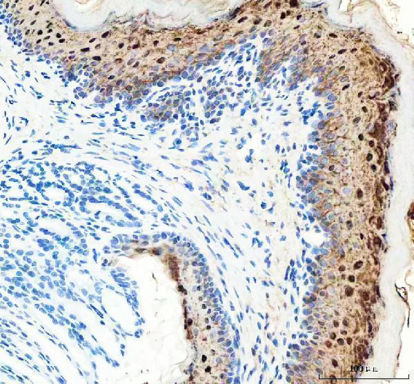 m00676 2 hspb1 primary antibodies ihc testing 3