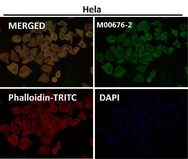 Immunofluorescent analysis using the Antibody at 1:500 dilution