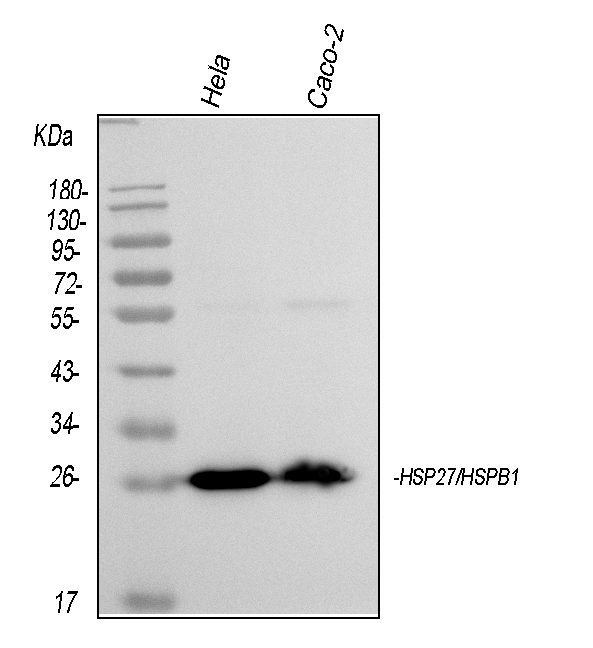  Western blot analysis of HSP27 using anti-HSP27 antibody (M00676-5)