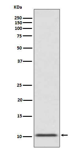 Western blot analysis of GLP1 expression in human fetal pancreas lysate