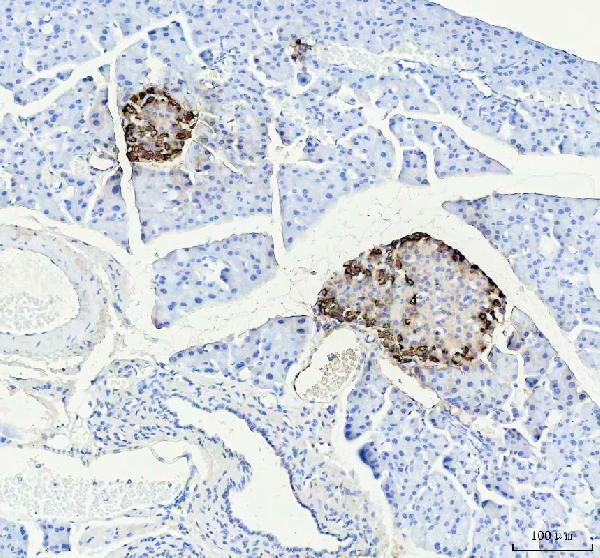  IHC analysis of Glucagon using anti-Glucagon antibody (M00678)