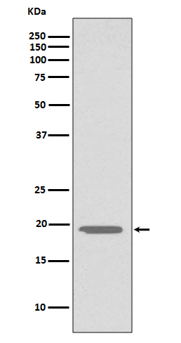 Western blot analysis of Glucagon expression in HepG2 cell lysate