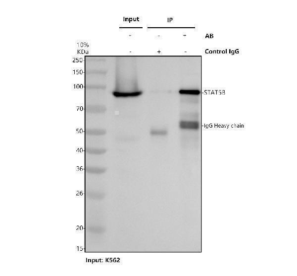 m00681 stat5b primary antibodies ip testing 1