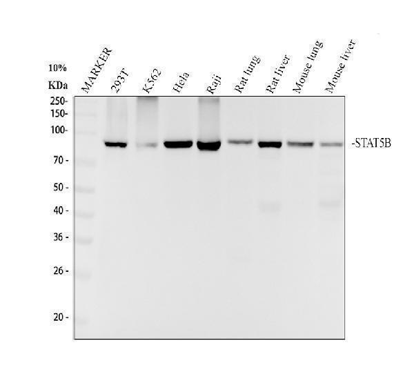 m00681 stat5b primary antibodies wb testing 1_1