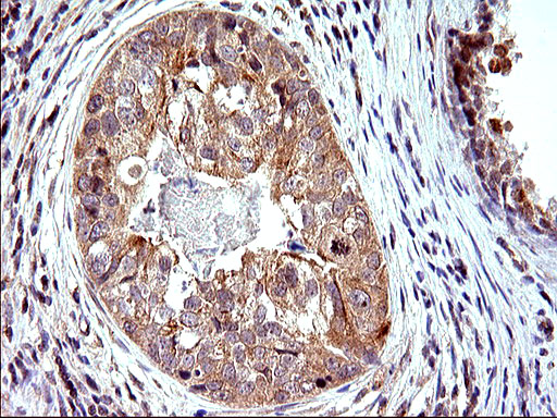 m00682 1 anti sex hormone binding globulin shbg mouse monoclonal antibody clone id oti1h10 ihc testing 4