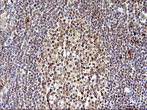 m00682 1 anti sex hormone binding globulin shbg mouse monoclonal antibody clone id oti1h10 ihc testing 5