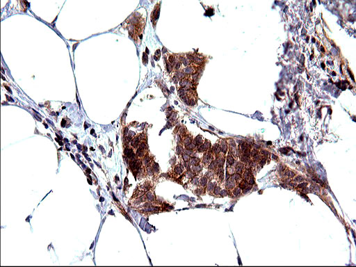 m00682 1 anti sex hormone binding globulin shbg mouse monoclonal antibody clone id oti1h10 ihc testing 6