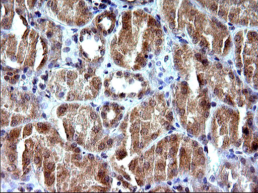 m00682 1 anti sex hormone binding globulin shbg mouse monoclonal antibody clone id oti1h10 ihc testing 8