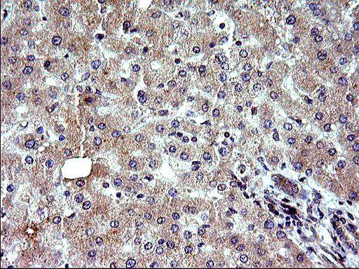 m00682 1 anti sex hormone binding globulin shbg mouse monoclonal antibody clone id oti1h10 ihc testing 9